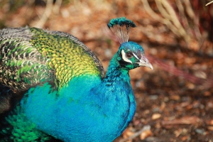 Well, hello, peacock.